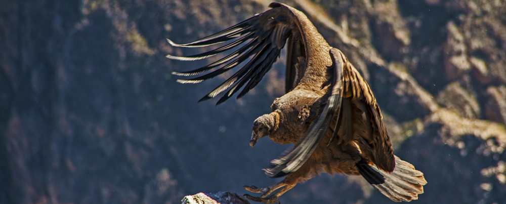 Colca Canyon
