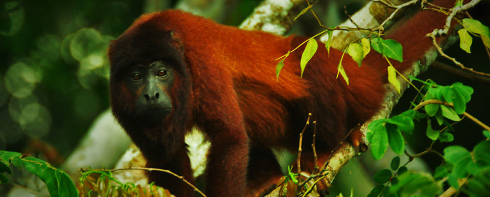 Orangutan