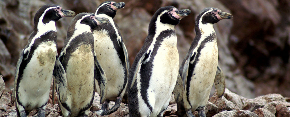 Pinguinos