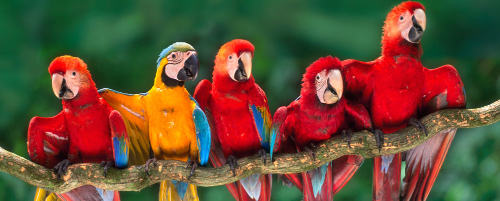 Tambopata